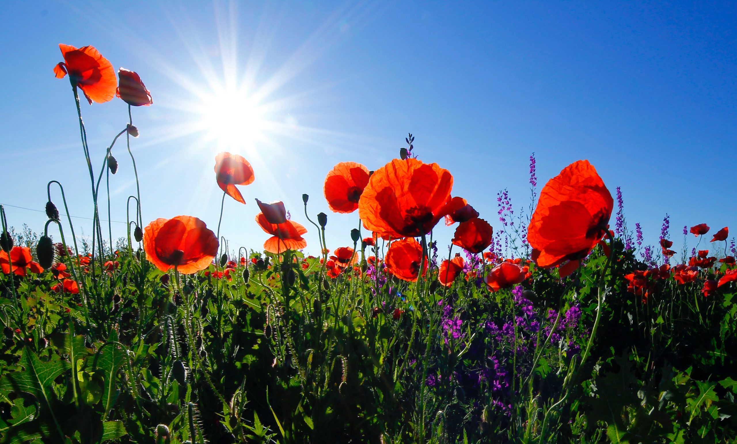 field of poppies