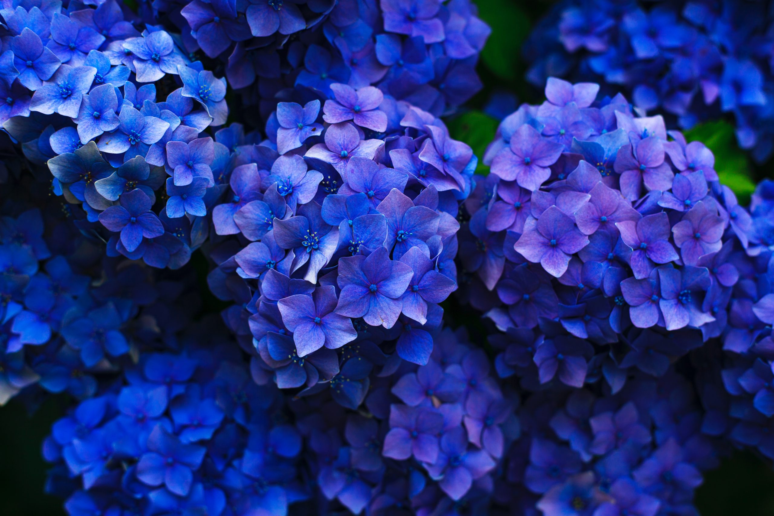 hydrangea