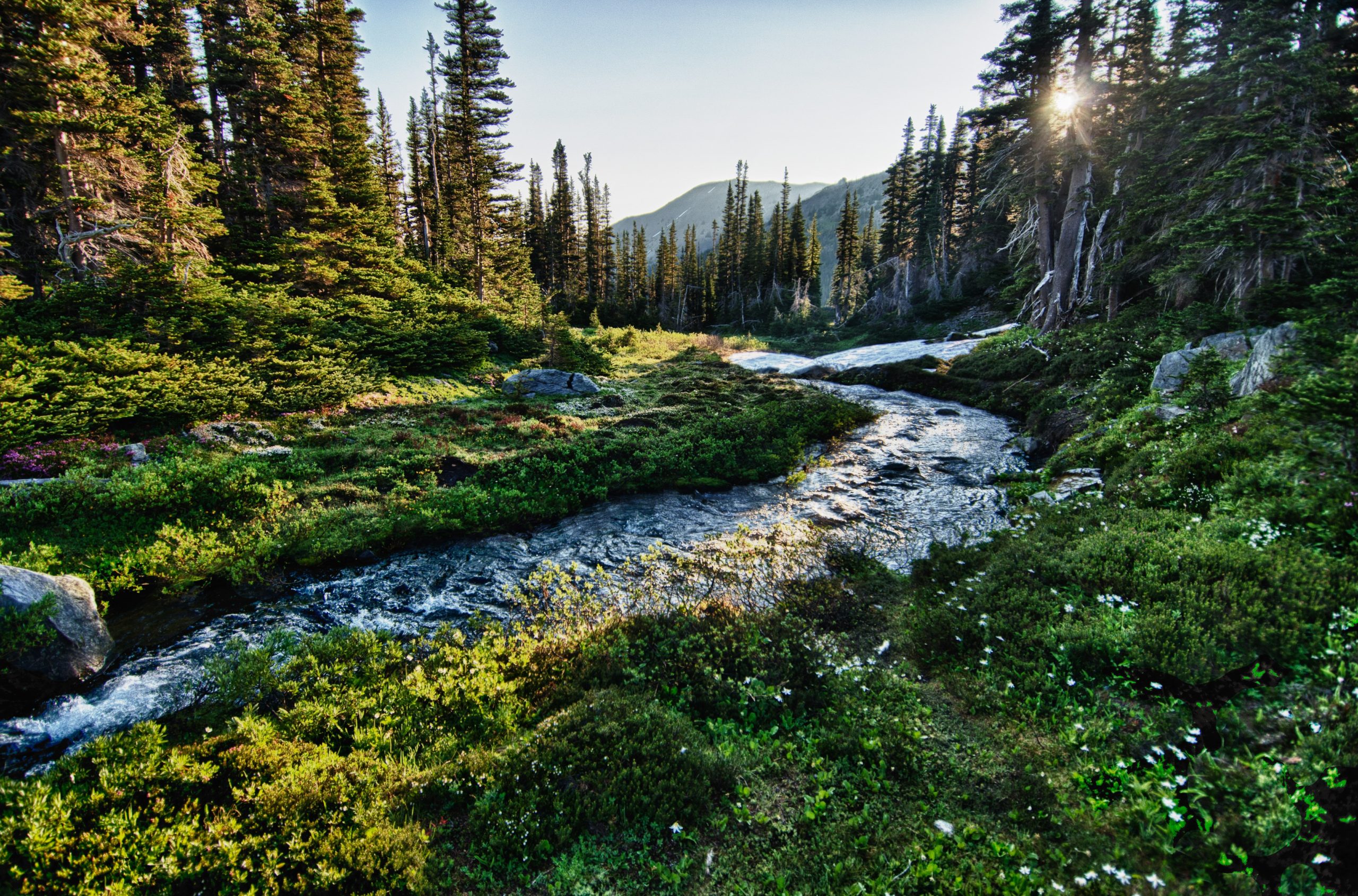 stream in the mountains and trees