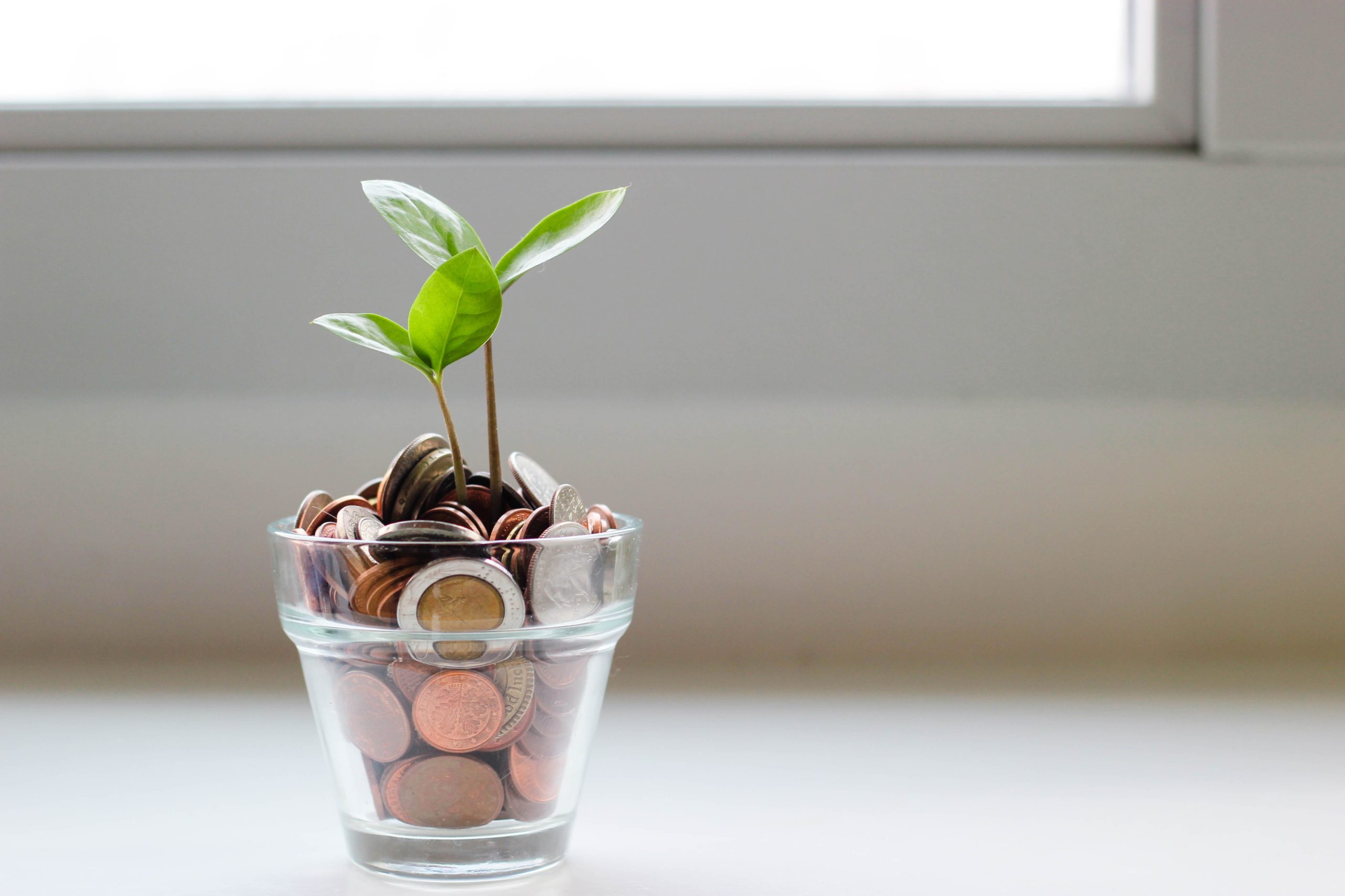 plant in jar of money coins