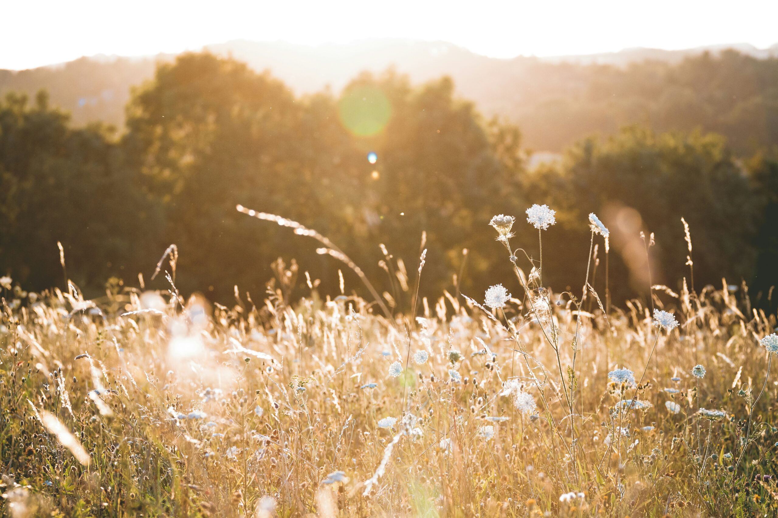 field of grass